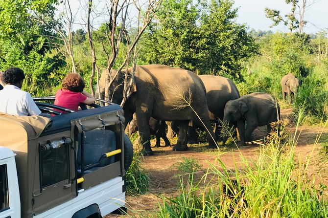 Sri Lanka Wild Life Uniqe Safari 26 - Hurulu Eco Park and why elephant sightings feel more real