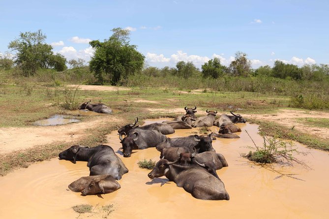 Sri lanka Wildlife Tour - Quick highlights: what makes this wildlife loop work