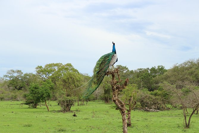 Sri lanka Wildlife Tour - Negombo Lagoon, fish market mornings, and the wildlife setup
