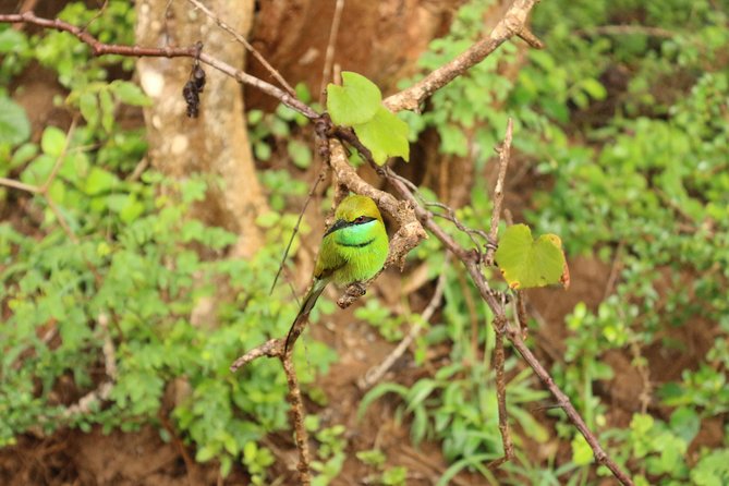 Sri lanka Wildlife Tour - Muthurajawela marsh finale and Negombo fish market for your last morning