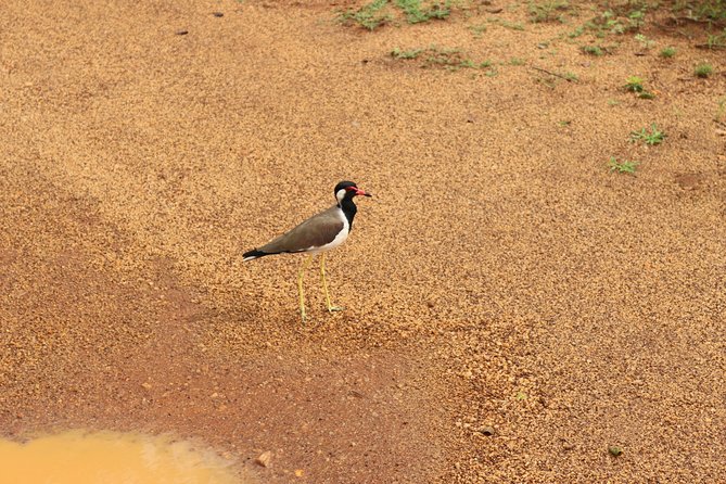 Sri lanka Wildlife Tour - Elephants in Kaudulla or Minneriya, Lion’s Rock timing, and Yala’s full-day punch