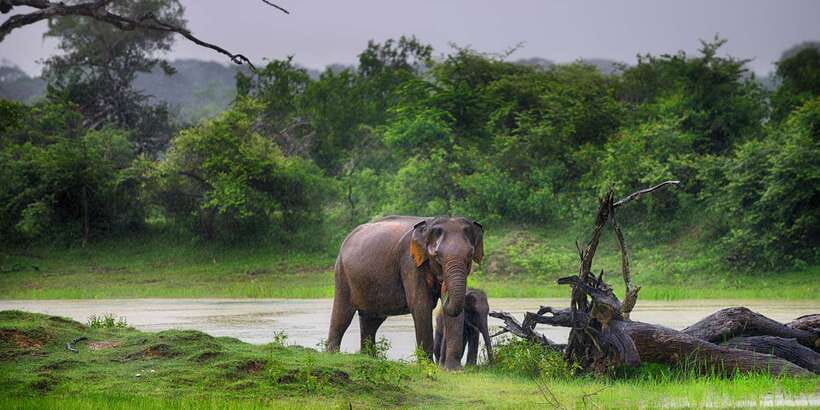 Sri Lanka: Wilpattu National Park Safari Tour in a 4WD Jeep - How the guide experience affects what you take away