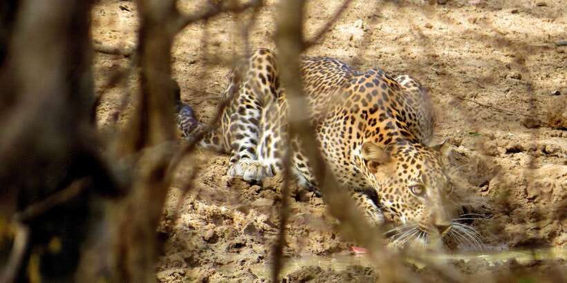Sri Lanka: Yala National Park Private Safari - Key things to know before you go