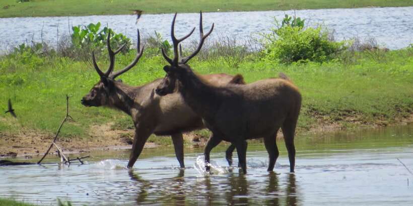 Sri Lanka: Yala National Park Private Safari - Yala National Park, from Kotapola: why this route makes sense