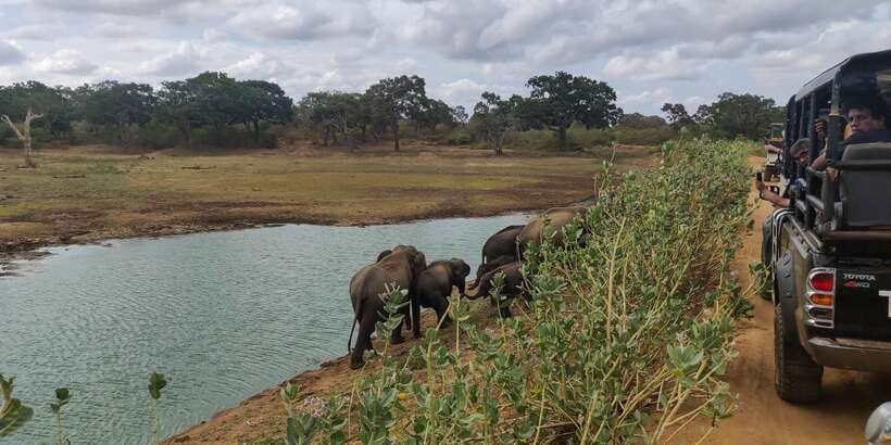 Sri Lanka: Yala National Park Private Safari - Meeting at the Yala Park Gate: what to expect at the start
