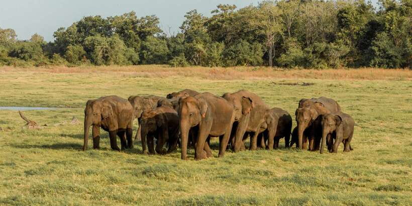 Sri Lanka: Yala National Park Private Safari - The safari block in Yala: how the time in the park really works