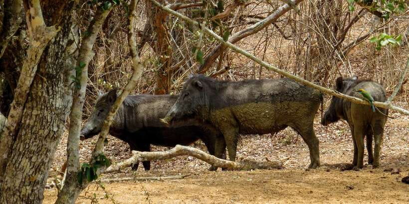Sri Lanka: Yala National Park Private Safari - What you are likely to see: leopards, elephants, and the rest of the food chain