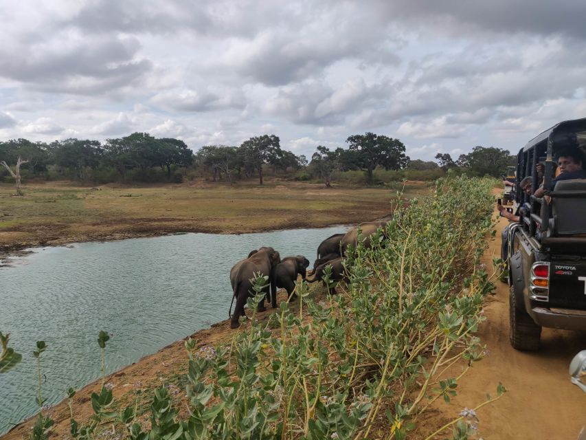Sri Lanka: Yala National Park Private Safari - Leopard odds: what to do when the cats do not show