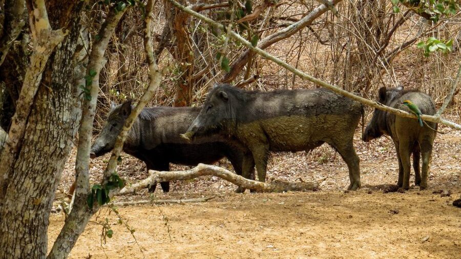 Sri Lanka: Yala National Park Private Safari - Elephants and other mammals: why Yala feels active