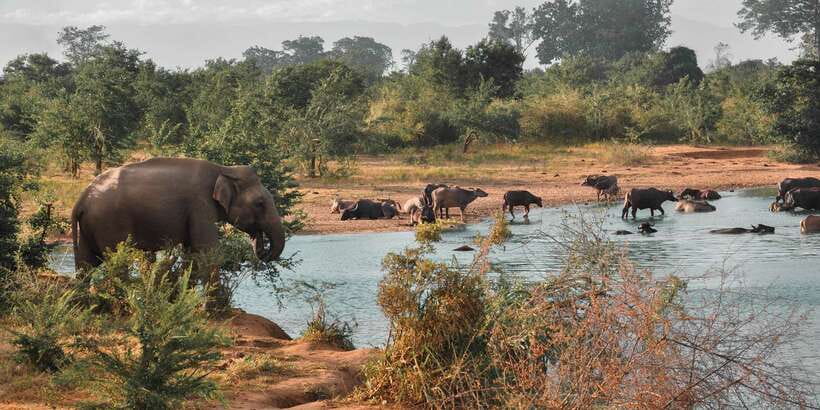 Sri Lanka: Yala National Park Private Safari - Dawn versus dusk: light changes your photos and your mood