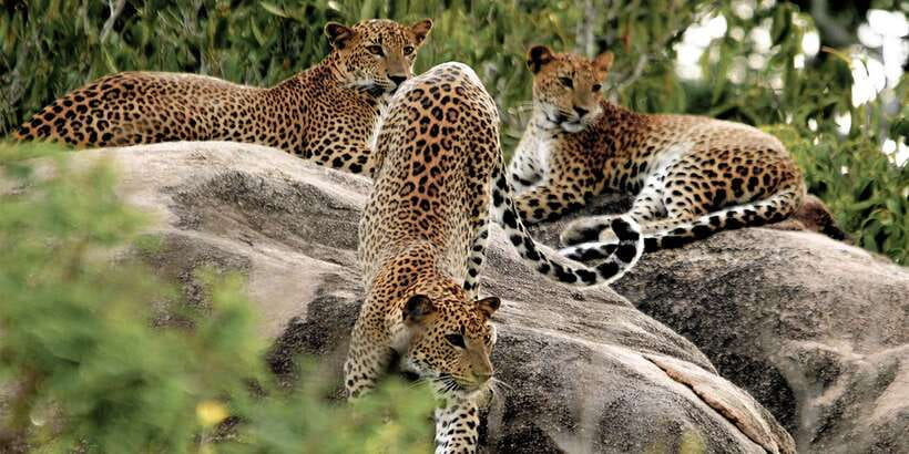 Sri Lanka: Yala National Park Private Safari - The private Jeep setup: open roof, maximum 6, and real viewing comfort