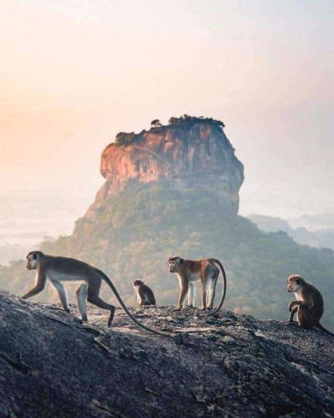 Sunrise or Sunset Hike Pidurangala Rock with Scenic Views - The 3-hour flow: pickup, climb, views, and back down