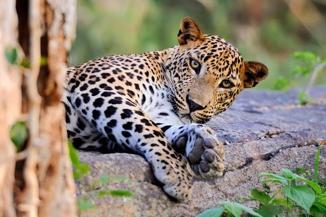 Super Luxury Jeep Safari at Yala National Park - Key things that make this Yala jeep safari different
