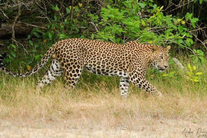 Super Luxury Jeep Safari at Yala National Park - How the tracker helps you see more (without magical thinking)