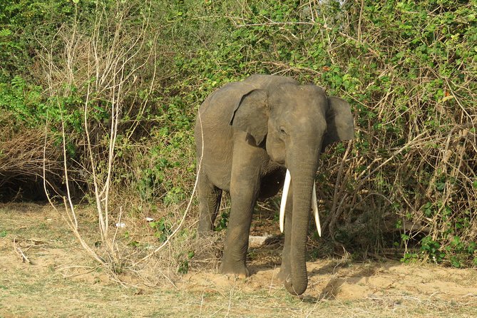 Super Luxury Jeep Safari at Yala National Park - Morning vs afternoon safaris, and how 4.5 hours really plays out
