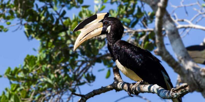 Tangalle/Hiriketiya/Galle: Shuttle to Ella with Yala Safari - Practical tips that make this safari smoother