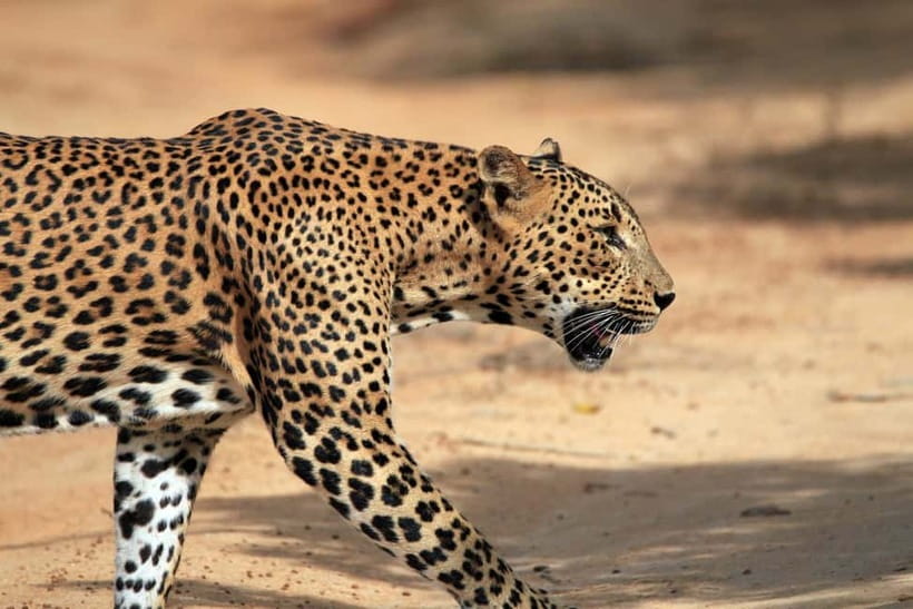 Tangalle/Hiriketiya/Mirissa: Shuttle to Ella and Yala Safari - Key things to know before you go
