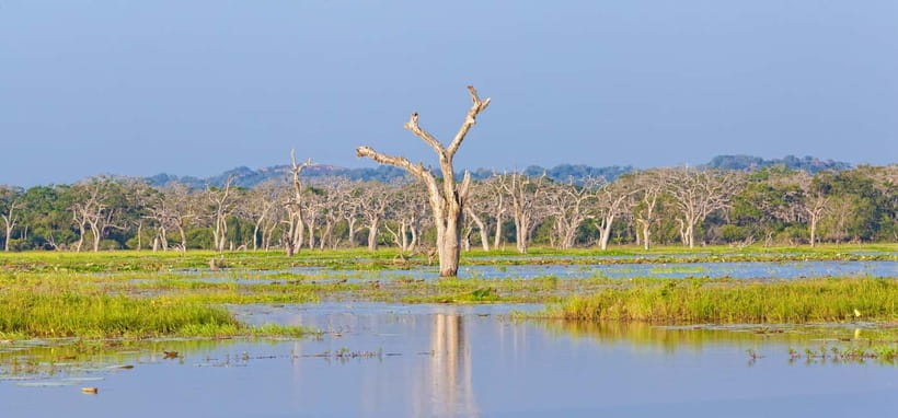 Tangalle/Hiriketiya/Mirissa: Shuttle to Ella and Yala Safari - Is this shuttle plus Yala day trip worth it for your itinerary?