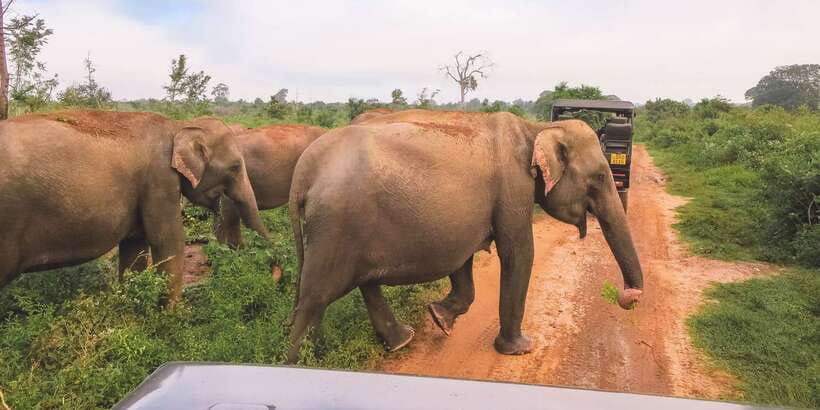 Tangalle/Hiriketiya: Udawalawa Safari & Elephant Transit Hom - Getting from Tangalle, Hiriketiya to Udawalawe, and why the drive matters