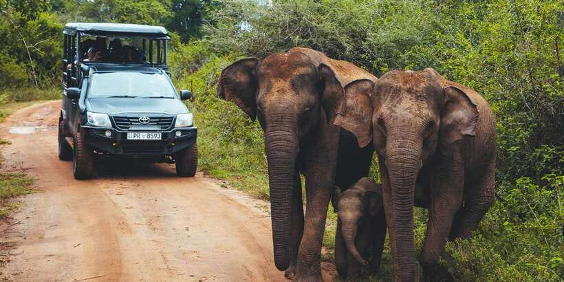 Tangalle/Hiriketiya: Udawalawa Safari & Elephant Transit Hom - The jeep safari in Udawalawe: how you actually find elephants