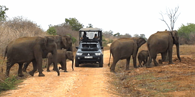 Tangalle/Hiriketiya: Udawalawa Safari & Elephant Transit Hom - Timing, comfort, and who this safari suits best