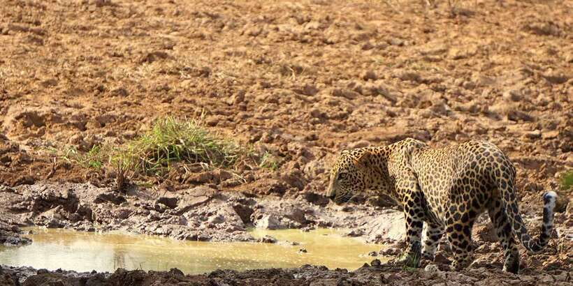 Tangalle/Hiriketiya: Udawalawa Safari & Elephant Transit Hom - What to bring and how to get better sightings