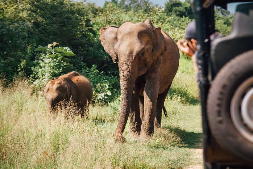 Tangalle/Hiriketiya: Yala National Park Safari in a 4x4 - Jeep safari reality check: group size, comfort, and the long scan