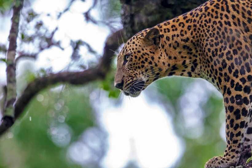 Tangalle/Hiriketiya: Yala National Park Safari in a 4x4 - What to pack for a Yala leopard day