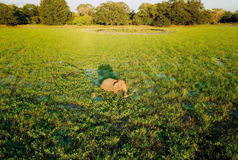 Tangalle/Hiriketiya: Yala National Park Safari in a 4x4 - Pickup and the 7-hour rhythm: what to expect on timing