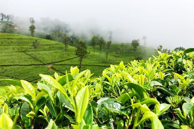 Tea Experience Tour in Haputale with Lunch at a Village house - Haputale tea factory tour and tasting: what to look for
