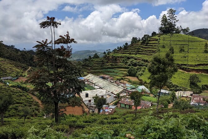 Tea Experience Tour in Haputale with Lunch at a Village house - Who should book this tea experience (and who might skip it)