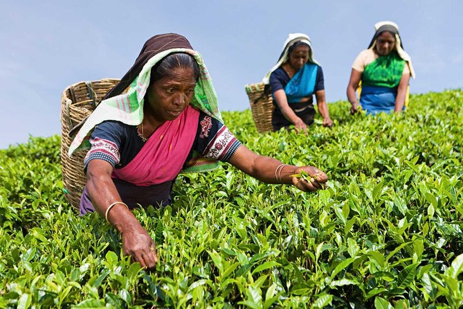 Tea Plucking and Tea Factory Visit from Nuwara Eliya. - Tea Plucking Plus the Pedro Factory, Why It’s Worth Your Time
