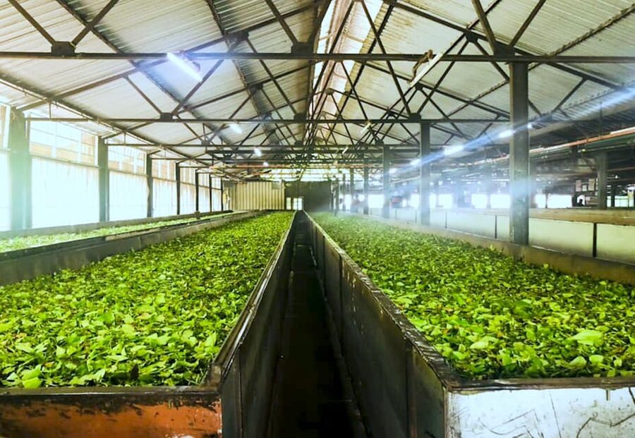 Tea Plucking and Tea Factory: Visit from Nuwara Eliya - Practical Tips Before You Go