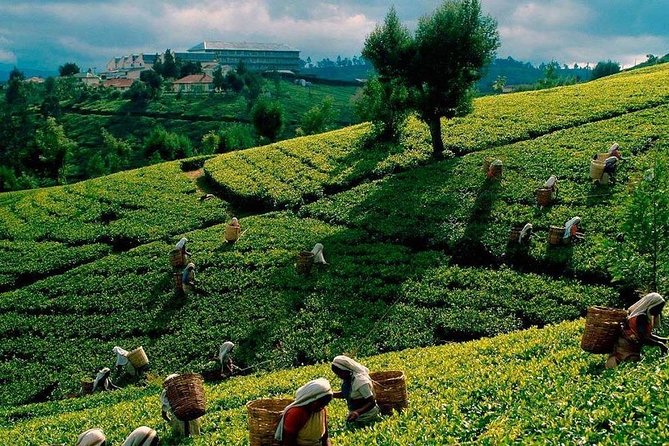 Tea Plucking and Tea Factory Visit from Nuwara Eliya. - From Pedro Estate to Pedro Tea Factory: What You’ll See