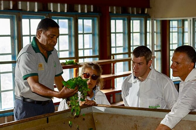 Tea Plucking and Tea Factory Visit from Nuwara Eliya. - Ceylon Tea Tasting: The Payoff, If It Fits the Schedule
