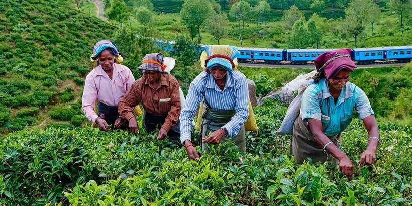 Tea Plucking and Tea Factory: Visit from Nuwara Eliya - The Guide Factor: When a Good English Guide Makes It Click