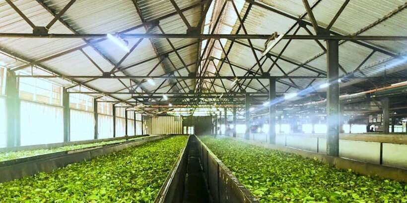 Tea Plucking and Tea Factory: Visit from Nuwara Eliya - Value Check: Is $53 Fair for What You Get?