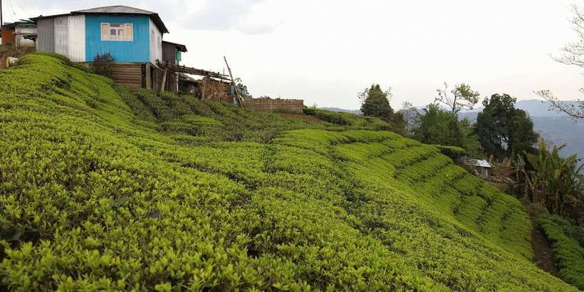 Tea Plucking and Tea Factory: Visit from Nuwara Eliya - Who This Tour Fits Best (And Who Might Skip It)