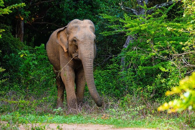 The Best Safari tour from Hambantota Port (Janaka safari) - Turning a Hambantota port day into Yala wildlife time