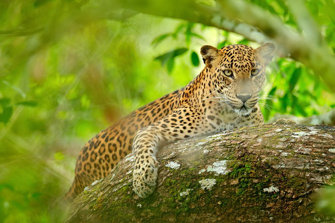The Most popular Personalized round Tour In Sri Lanka-Day Charged - Day 1: Sigiriya Rock Fortress, Golden Cave Temple, Kaudulla Elephant Safari