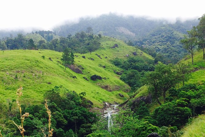 The Most Recommended Round Tour in Sri Lanka - Day 2: Pidurangala at Sunrise, Then Minneriya Elephants at Dusk
