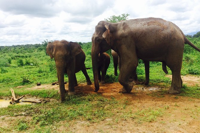 The Most Recommended Round Tour in Sri Lanka - Day 5: The Nanu Oya to Ella Train Ride, Scenic Without the Stress