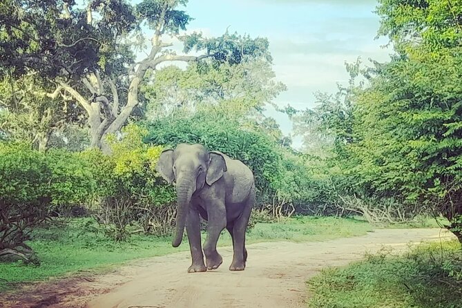 Tours and Transportation in Sri Lanka - Price in Context: $55 Per Person and Where the Real Value Comes From