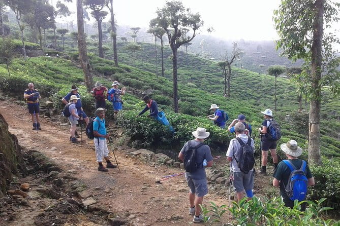 Trekking & Picnic in The Tea Plantation From Ella, Haputale & Bandarawela - High Tea Country on Foot, From Bandarawela to Haputale