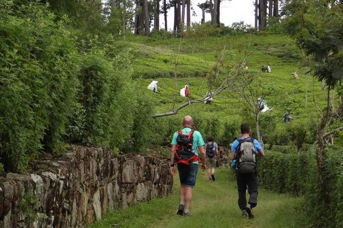 Trekking & Picnic in The Tea Plantation From Ella, Haputale & Bandarawela - What the Price Includes (and Why $35 Can Make Sense)