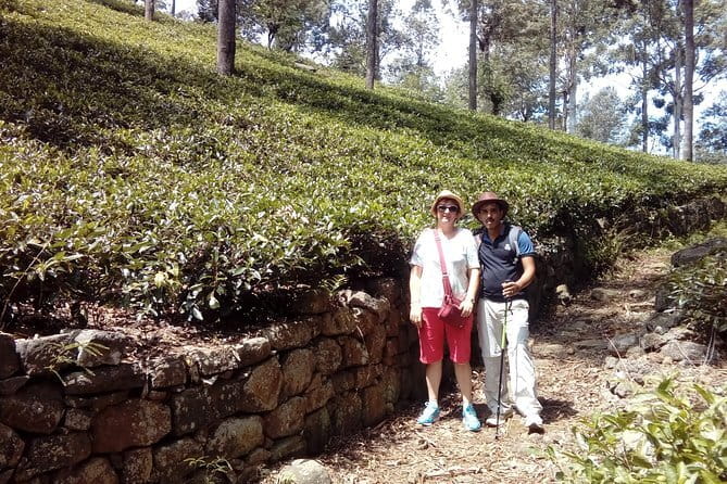 Trekking & Picnic in The Tea Plantation From Ella, Haputale & Bandarawela - Your Route and Timing: Where the Trek Starts and How You Finish