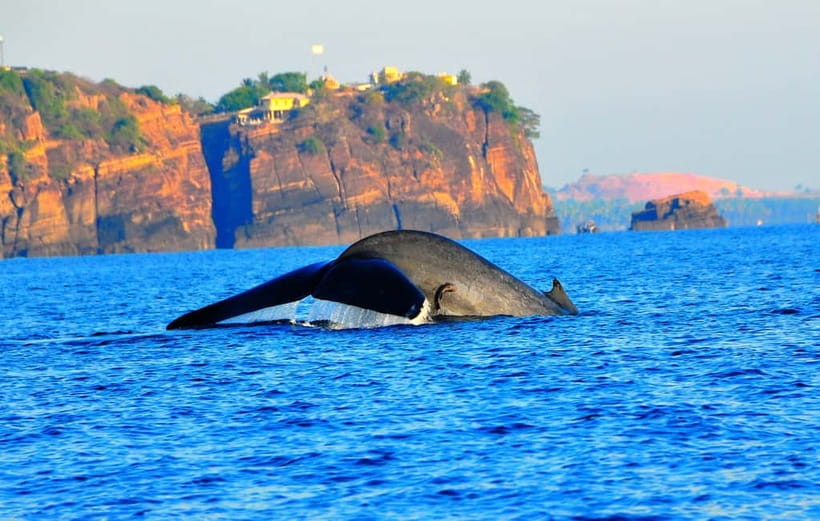 Trincomalee: Dolphin & Whale Watching Boat Tour - Key things that make this tour work (or not)