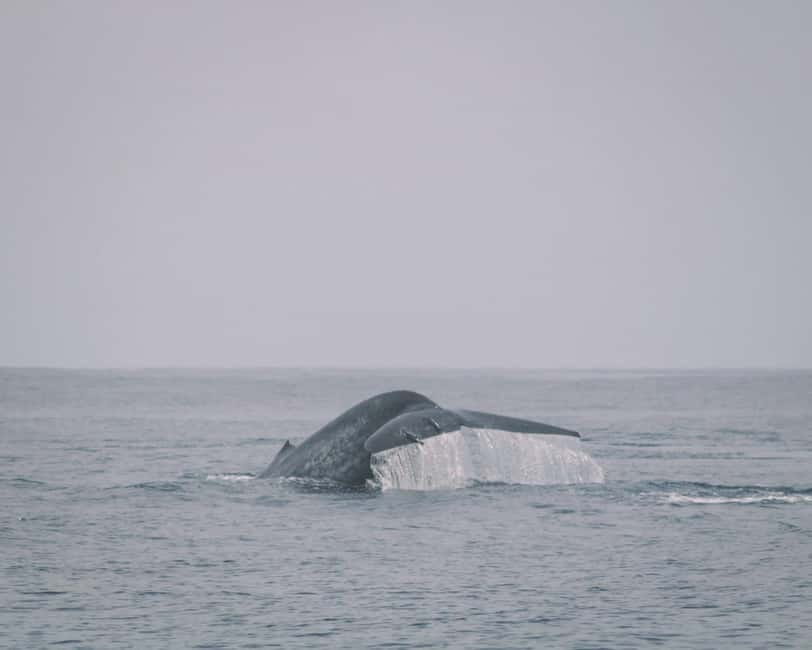 Trincomalee: Dolphin & Whale Watching Boat Tour - Timing: why 5:30 AM to 5:45 AM is not a random detail
