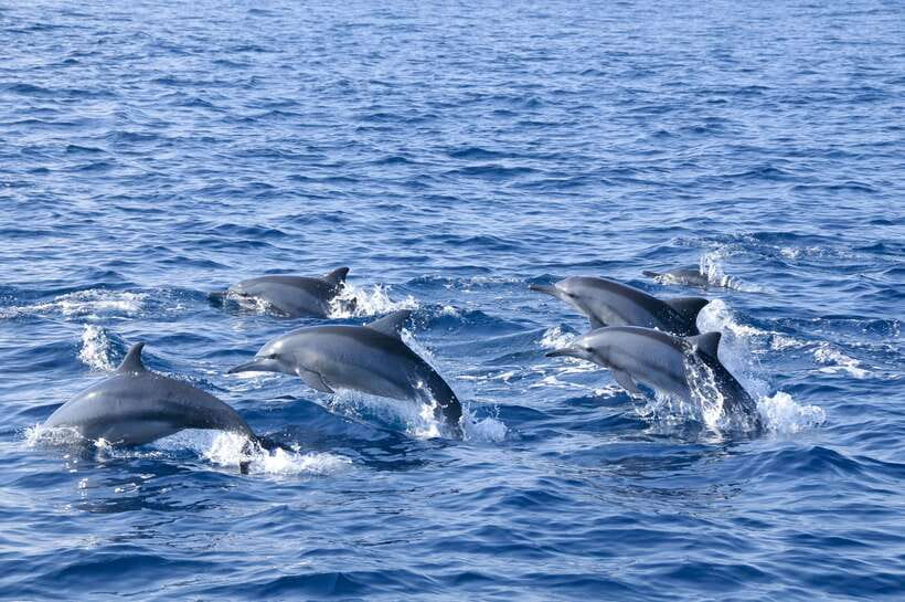 Trincomalee: Whale & Dolphin Safari Tour with Expert Guides - Key highlights you should care about