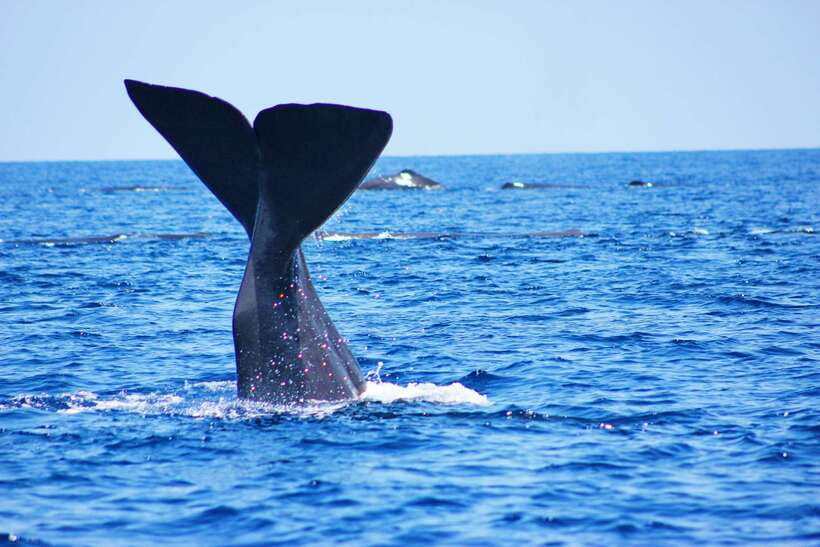 Trincomalee: Whale & Dolphin Safari Tour with Expert Guides - First, what this Trincomalee whale and dolphin trip is really like